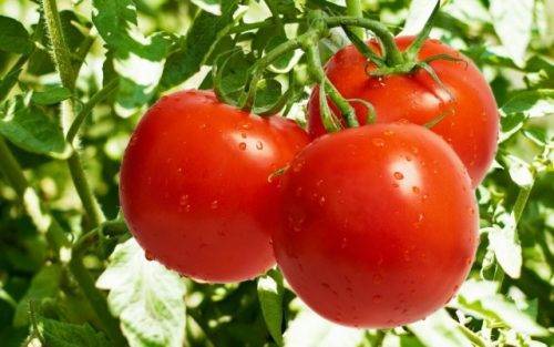 Генерал: описание сорта томата, характеристики, агротехника помидоров