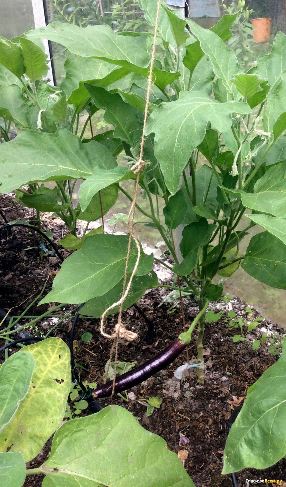 Выращивание длинного фиолетового баклажана
