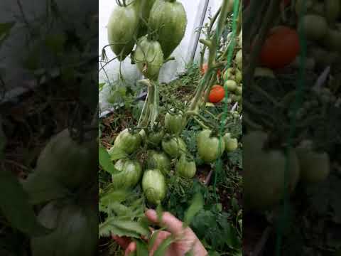 Огненный томат для теплиц – искры пламени, подробности агротехники и описание сорта