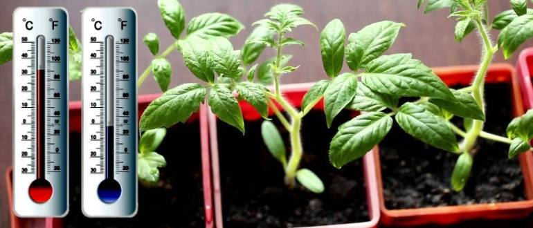 Температура для рассады томатов: оптимальные режим, при какой выращивать