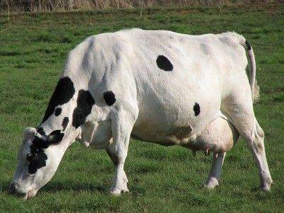 Классификация маститов у коров