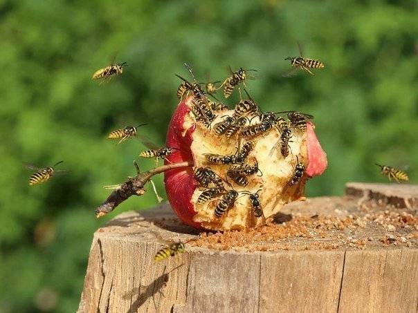 Средство от пчел