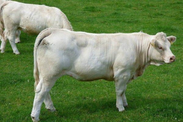 Порода коров шароле характеристика фото отзывы
