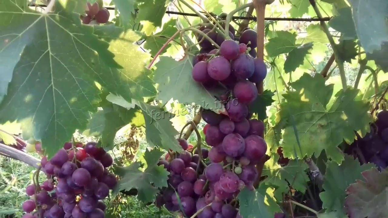 Виноград лора – особенности этого сорта и техника выращивания