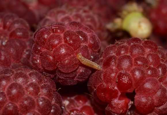 Черви в малине: почему ягоды червивые и что делать