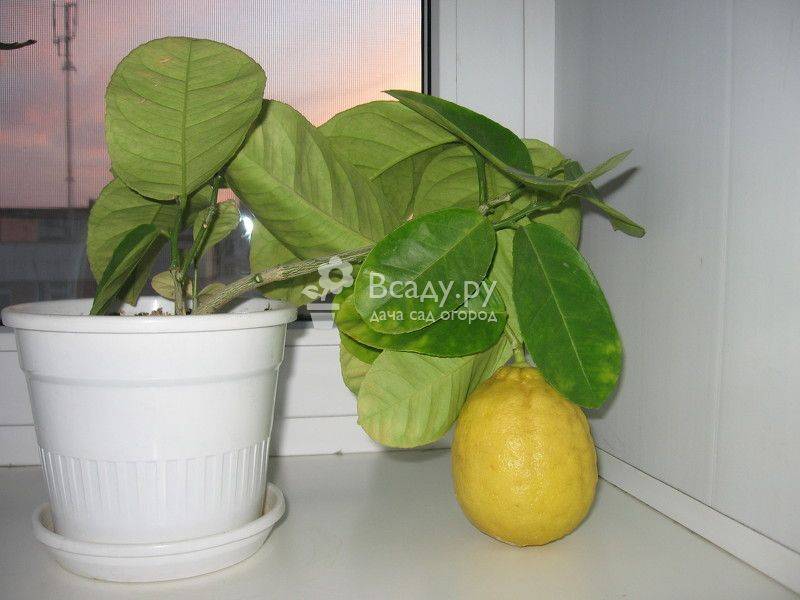 Как вырастить плодоносящий павловский лимон дома