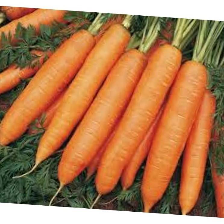 Морковь балтимор f1: характеристика и описание с фото, нюансы выращивания и сбор урожая, достоинства и недостатки, а также похожие сорта и отличие от других видов