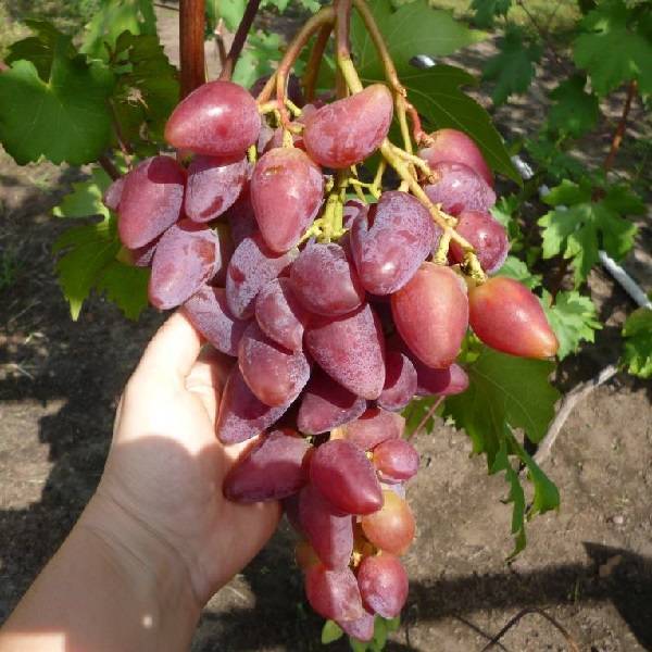 Виноград дубовский розовый: урожайность, вкус ягод, параметры куста