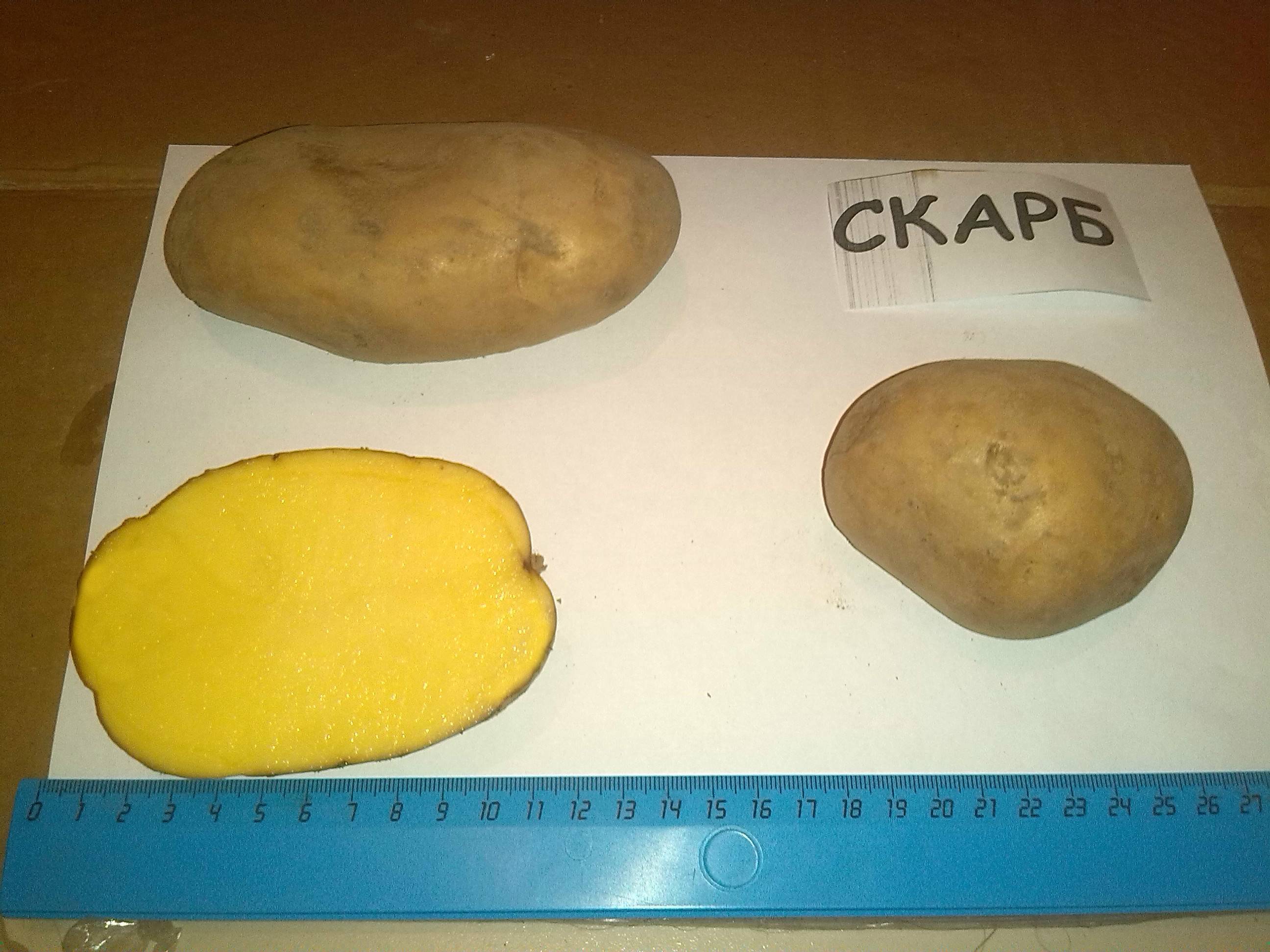 Сорт картофеля ласунок. описание сорта ласунок