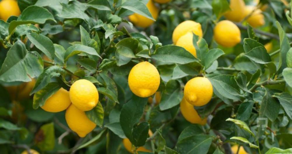 Как привить лимонное дерево дома