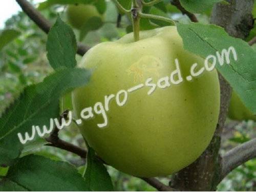 Сорт яблони голден делишес — характеристика и особенности выращивания