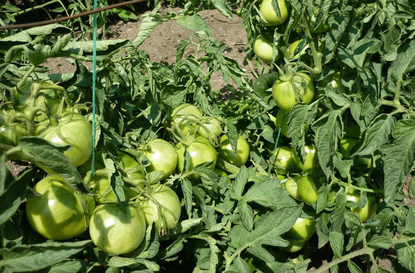 Характеристика и описание сорта томатов «джина»: выращивание и борьба с вредителями, фото помидор и достоинства сорта