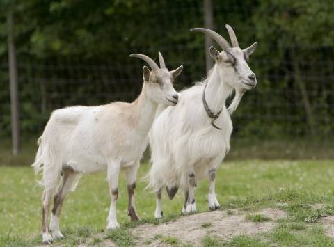 Молочные породы коз: характеристики, фото и сравнение удойности
