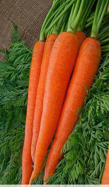 Сорт моркови детская сладкая: описание сорта + отзывы