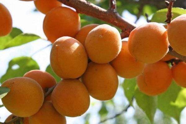 Осенняя посадка саженцев абрикоса: правила по уходу и подготовка к зиме