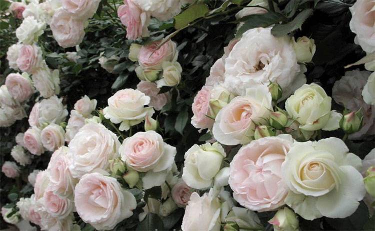 Плетистые розы, цветущие все лето: сорта зимостойкие - выбор, посадка и уход за ними!