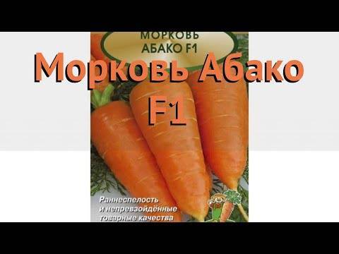 Морковь абако f1: характеристика и описание сорта