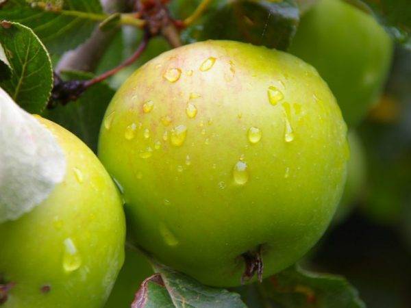 Яблоня «голден делишес»: описание сорта, фото и отзывы