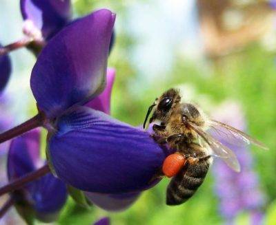 Как привлечь пчел в теплицу для опыления
