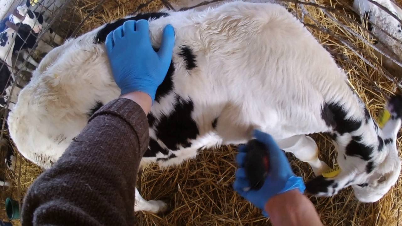 Методы лечения бельма на глазу у коровы