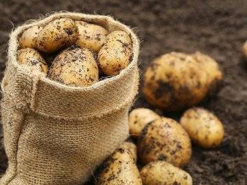 О картофеле молли: описание семенного сорта, характеристики, агротехника