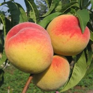 Персик сорта фрост — особенности посадки, выращивания и ухода
