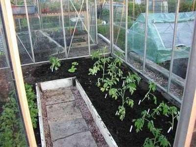 Посадка и уход за помидорами в теплице из поликарбоната