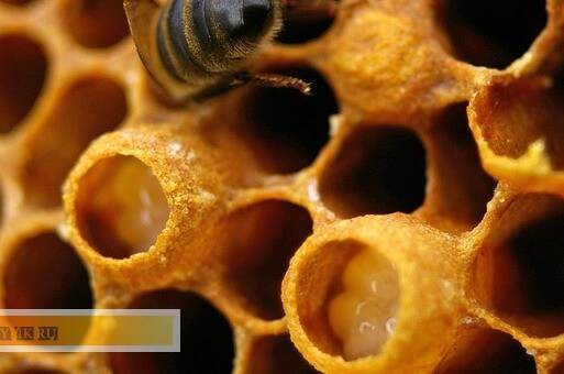 Исправление пчелиных семей с трутовками. матки кладут трутневые яйца