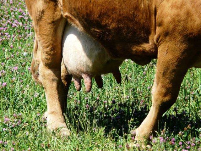 Уплотнения на вымени коровы: причины и лечение