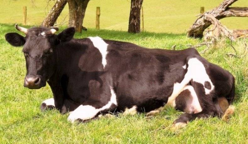 Особенности лептоспироза крупного рогатого скота и методы лечения