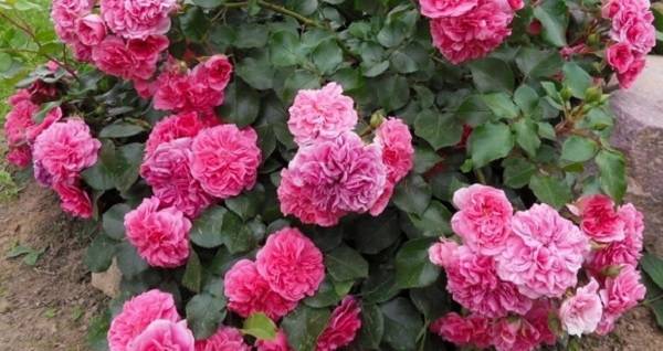 Почвопокровные розы — что это такое, сорта