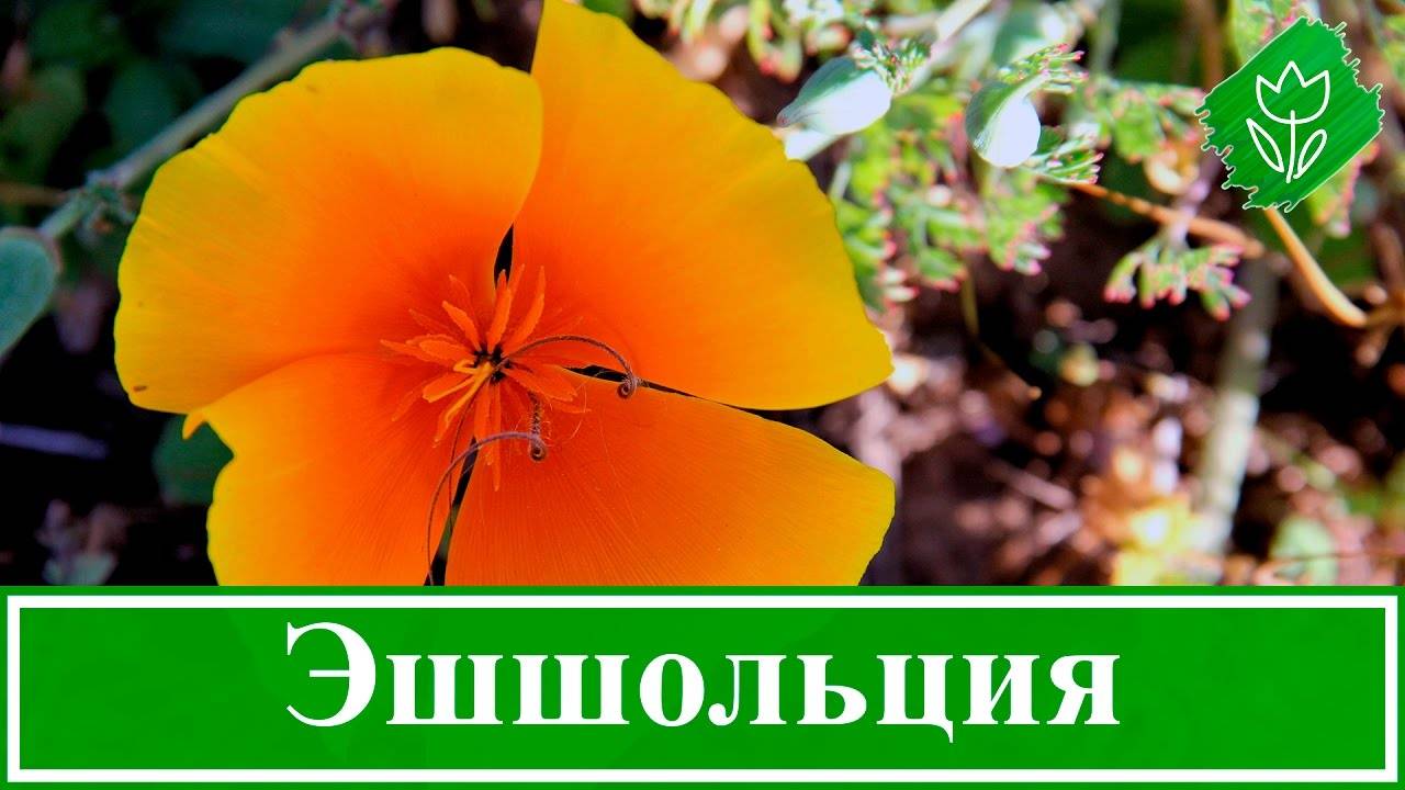 Удивительная красавица сада — эшшольция калифорнийская