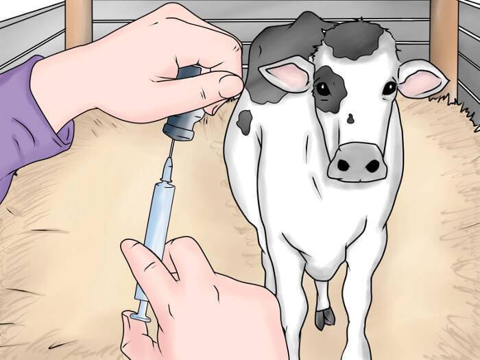 Как лечить телязиоз у коров