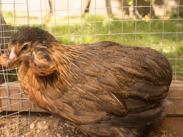 Порода аям чемани: описание абсолютно чёрных куриц и петухов