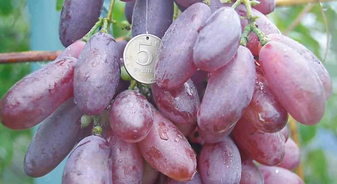 Сорта розового винограда: описание, фото, сравнительная характеристика