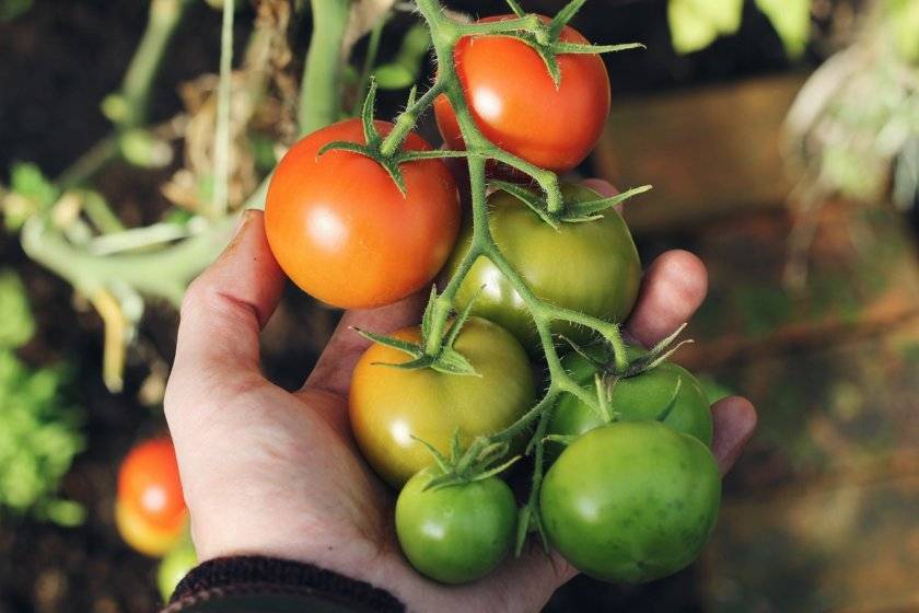 Как правильно хранить зеленые помидоры чтобы они покраснели и дозрели в домашних условиях?