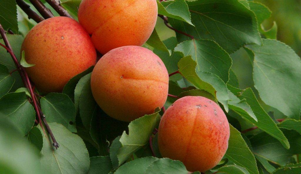 Лучшие сорта абрикосов для средней полосы (фото, описания, отзывы садоводов)