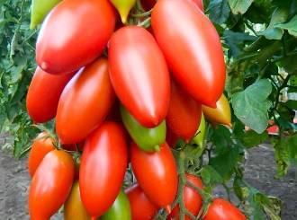 Легко вырастить в открытом грунте — томат непасынкующийся сливовидный: описание сорта