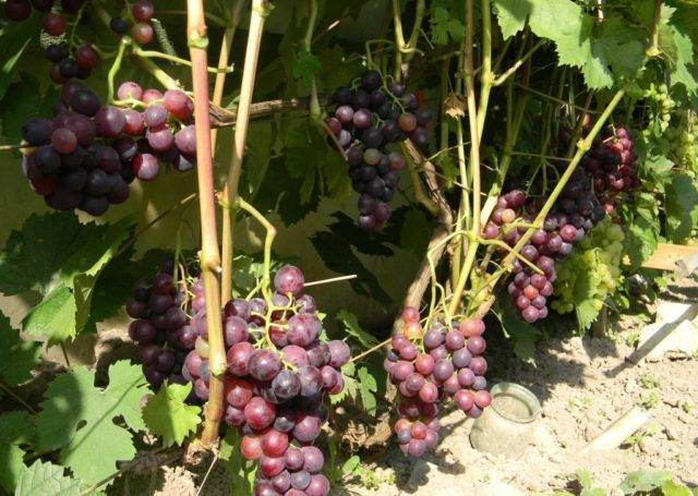 Виноградные гибриды «дарья», «даша» и «дашуня» — это не один вид, названный по-разному, а просто тёзки!