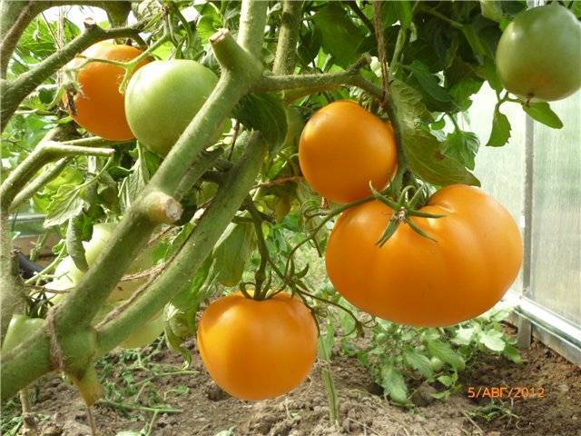 Лучшие сорта томатов для выращивания в ленинградской области для теплиц и открытого грунта