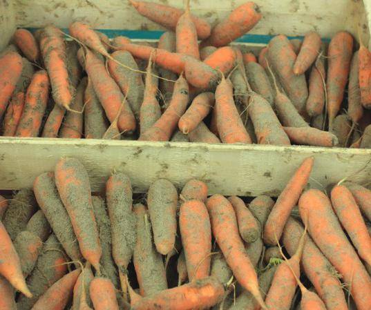 Морковь детская (детская сладость, радость): отзывы, фото, урожайность