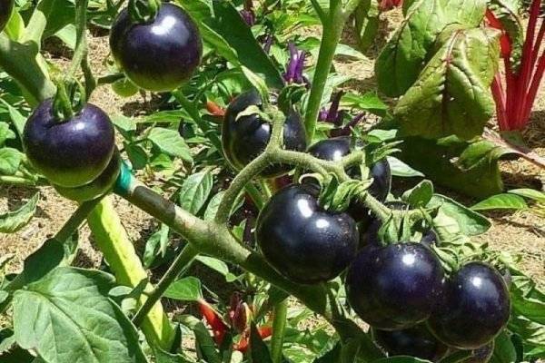 Помидоры «кумато» — характеристика, описание, фото, особенности выращивания сорта томатов шоколадной окраски