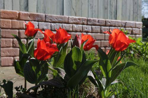 Тюльпаны: когда и как сажать луковицы весной