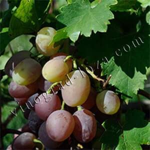 Сорт винограда рута. описание и фото