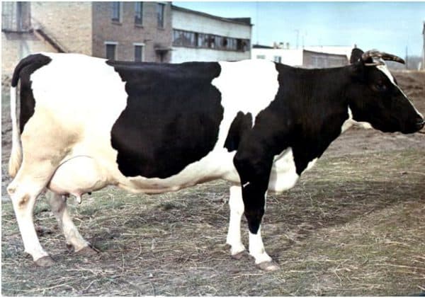 Коровы черно-пестрой породы: описание и характеристика