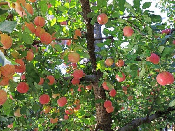 Описание сортов и разновидностей яблони китайка, правила посадки и ухода, регионы выращивания