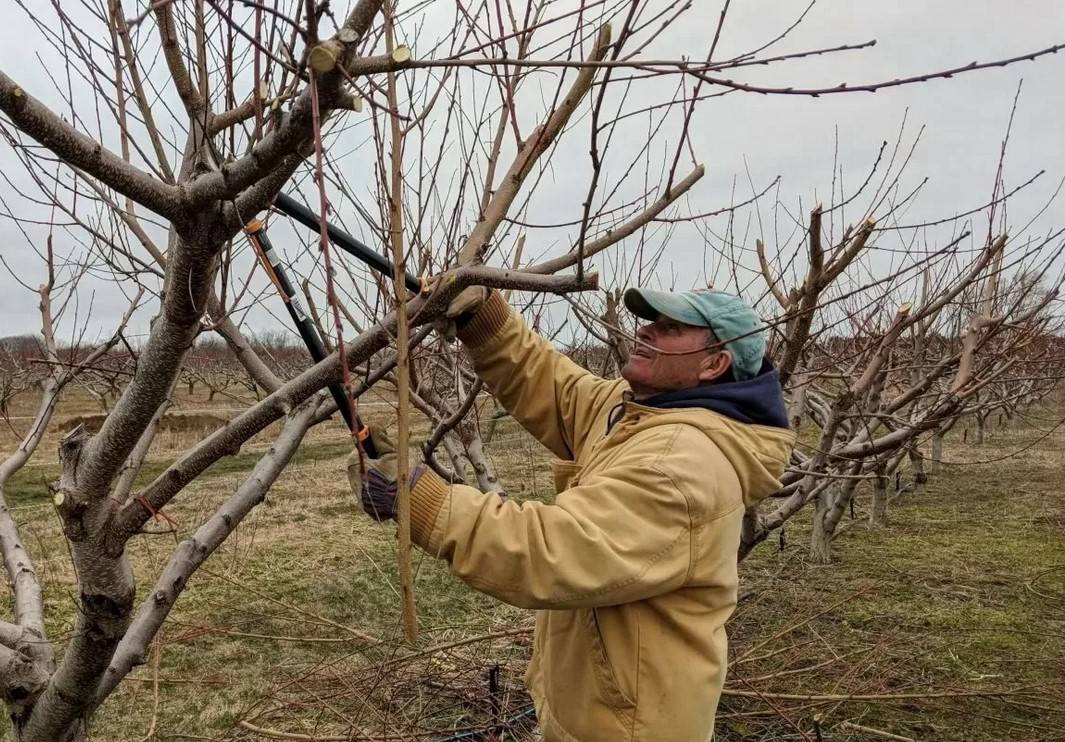 Осенняя обрезка персикового дерева: цели, задачи и технологии
