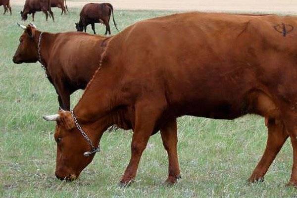 Красная степная порода коров: характеристика, фото