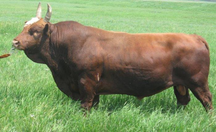 Разновидности привязного содержания коров, преимущества и недостатки, важные правила 