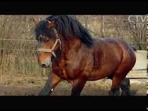 Породы лошадей тяжеловозов